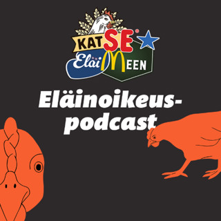 Katse eläimeen