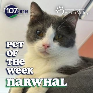 HSHV Pet of the Week 9/3/26