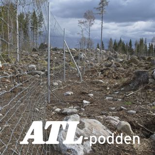 Bok, barkborrar och växthus