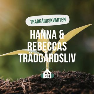 Avsnitt 158 – Trädgårdskvarten – Avhärdning