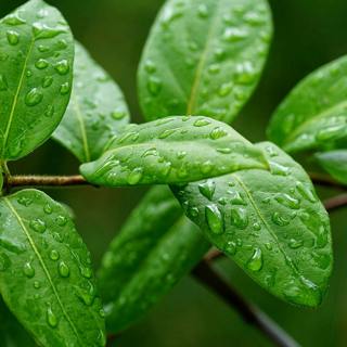 😴🌧️🎵 Sounds of the RAIN and Calming MELODY: Your Therapy for Quality SLEEP