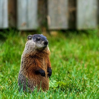 FAITH, GROUNDHOGS & THE GOSPEL – Homily for 15th Sunday in Ordinary Time -July 12, 2026