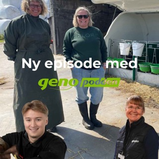 80 Friske kalver gir lønnsomme kyr - dette bør du gjøre
