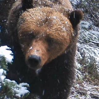 Snart sovdags för björnen – och om goda och giftiga svampar