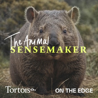 Wombat: cubed poop and a secret weapon