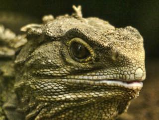Tuatara: A Window Into the Age of Dinosaurs