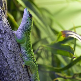 Tropical Night Geckos, Crickets, and Frogs - 10 Hours Sleep Sound
