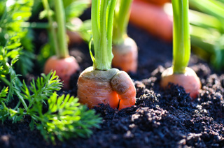 Audio Article: Transitioning to a Certified Organic Farm