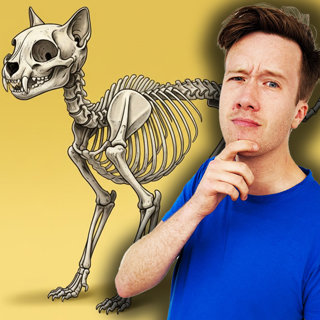 MIDWEEKLY: Do Cats Have the Same Bones as Humans?đ±đŠŽ