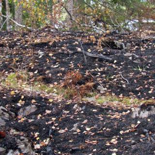Direkt från brandområdet i Västmanland - och om lekfulla korpar