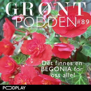 #89 Det finnes en begonia for oss alle!
