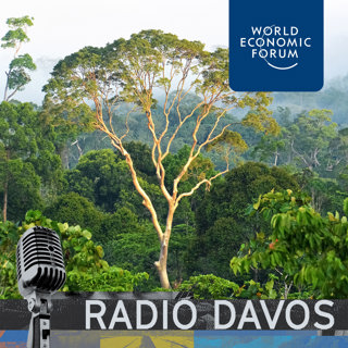 Carbon offsets - how do they work, and who sets the rules?