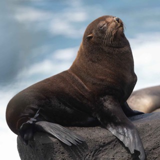 Facts: The Galapagos Fur Seal (From Near Extinction to Recovery)