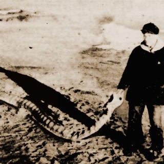 The Giant Sea Serpent of Provincetown