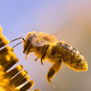 Pölyttäjien suojelu