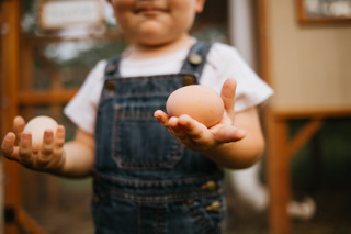 How to Sell Eggs from Home