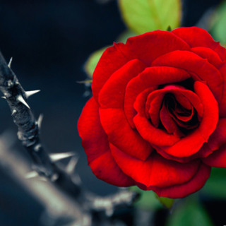 Best of Awake in the World: When Thorns Grow in Our Practice