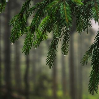 Moderate Forest Rain - 10 Hours Sleep Sound