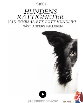 Hundens rättigheter – vad innebär ett gott hundliv?