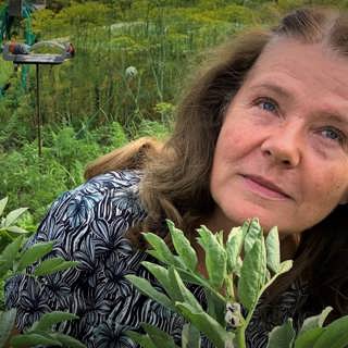 Fattigmaten kan bli framtidens proteingröda