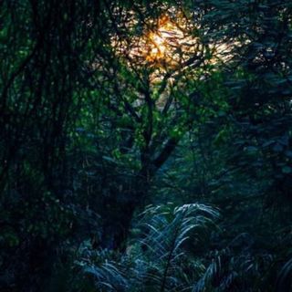 Peaceful Jungle Night: Nature Ambience - 10 Hours Sleep Sound