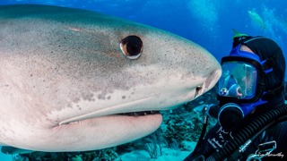 Jim Abernethy, The Man who Loves Sharks