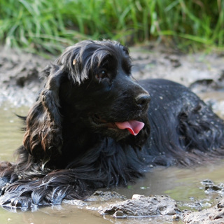 Rasspecial Spaniels