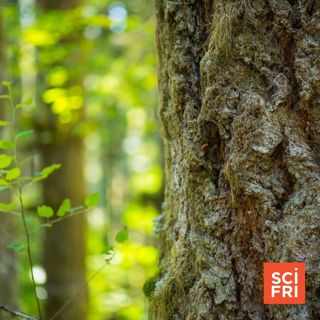 Don’t Just Walk In The Woods—Touch, Smell, and Taste Them, Too