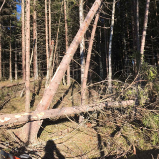 Avsnitt 79 - Fortsättning storm, poppel och planteringsfunderingar!