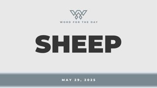 Sheep