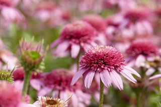 Audio Article - Challenges with Cultivars