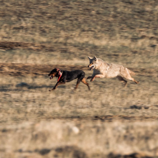 Predator Pros Episode 90: Spring Coyote Hunting with Colten Gillum of Wyoming Predator Hunts