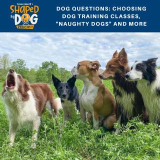 Dog Questions: Choosing Dog Training Classes, "Naughty Dogs" And More #116
