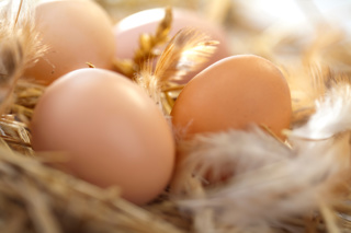 Ep. 153 Why Chickens Lay Eggs