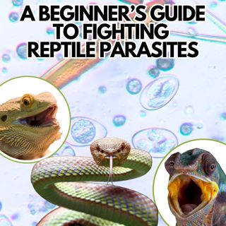 Beginner's Guide to Fighting Reptile Parasites