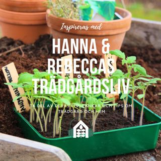 Avsnitt 104 – Vårskrik och tomatlycka