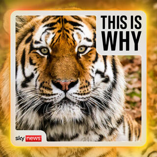 Why tiger death won’t stop zoo visits