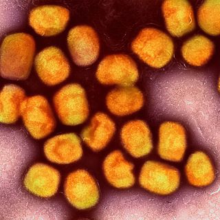 What is Monkeypox? With Dr. Anne Rimoin