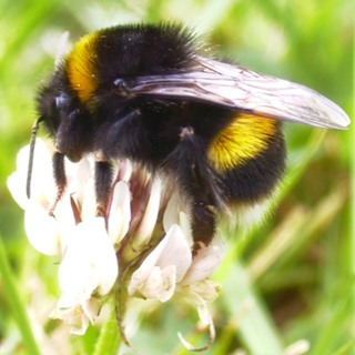 FE:  Robbie interviews Nigel Raine on how a neonicotinoid pesticide chronically affects bee foraging