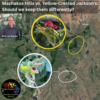 Should we keep Machakos Hills Jackson's and Xantholophus the same?