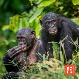 Maybe Bonobos Aren't Gentler Than Chimps | Art Meets Ecology In A Mile-Long Poem