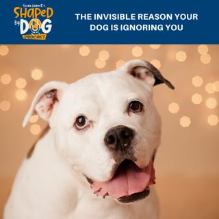 The Invisible Reason Your Dog Is Ignoring You #194