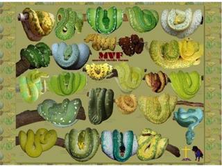 Greg Schroeder and all things MVF--Morelia Viridis Forum on 12/28 at 9pm EST