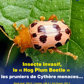 Insecte invasif, le « Hog Plum Beetle » : les pruniers de Cythère menaces…