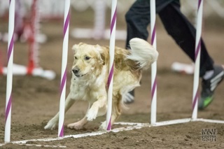 122: Debugging Your Dog Agility Training