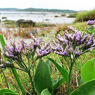 Upplands flora, palsar och marrisp i salta marker