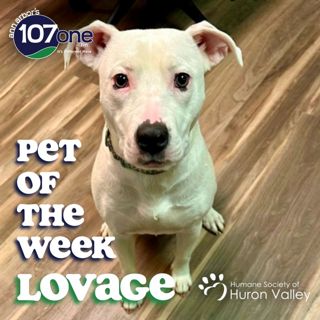 a2VV: HSHV Pet of the Week 4/2/26