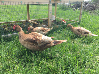 Audio Article: Raise Pastured Geese and Ducks