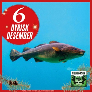 Dyrisk Desember 6: Torsk – fisken Norge er bygd på