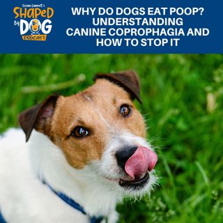 Why Do Dogs Eat Poop? Understanding Canine Coprophagia And How To Stop It #279